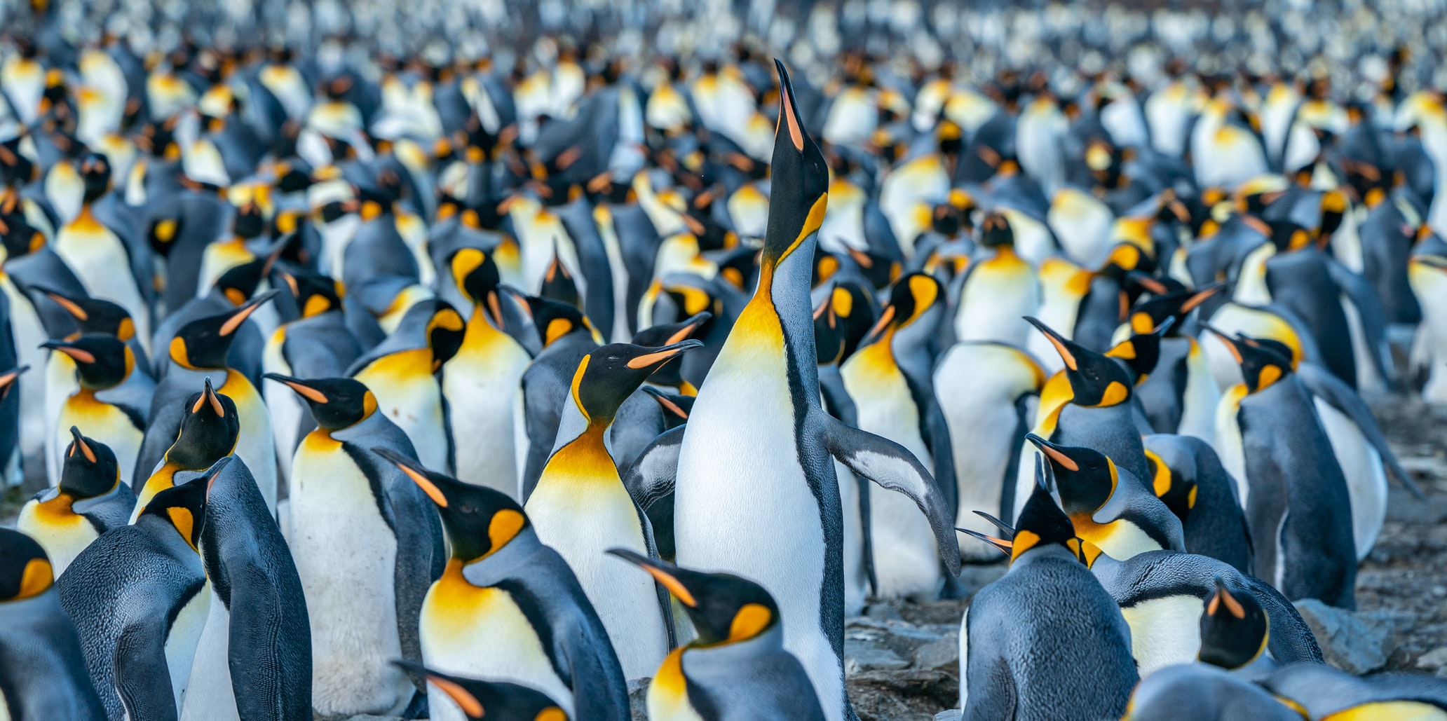 XGBoost Parameters Tuning: A Complete Guide with Python Codes